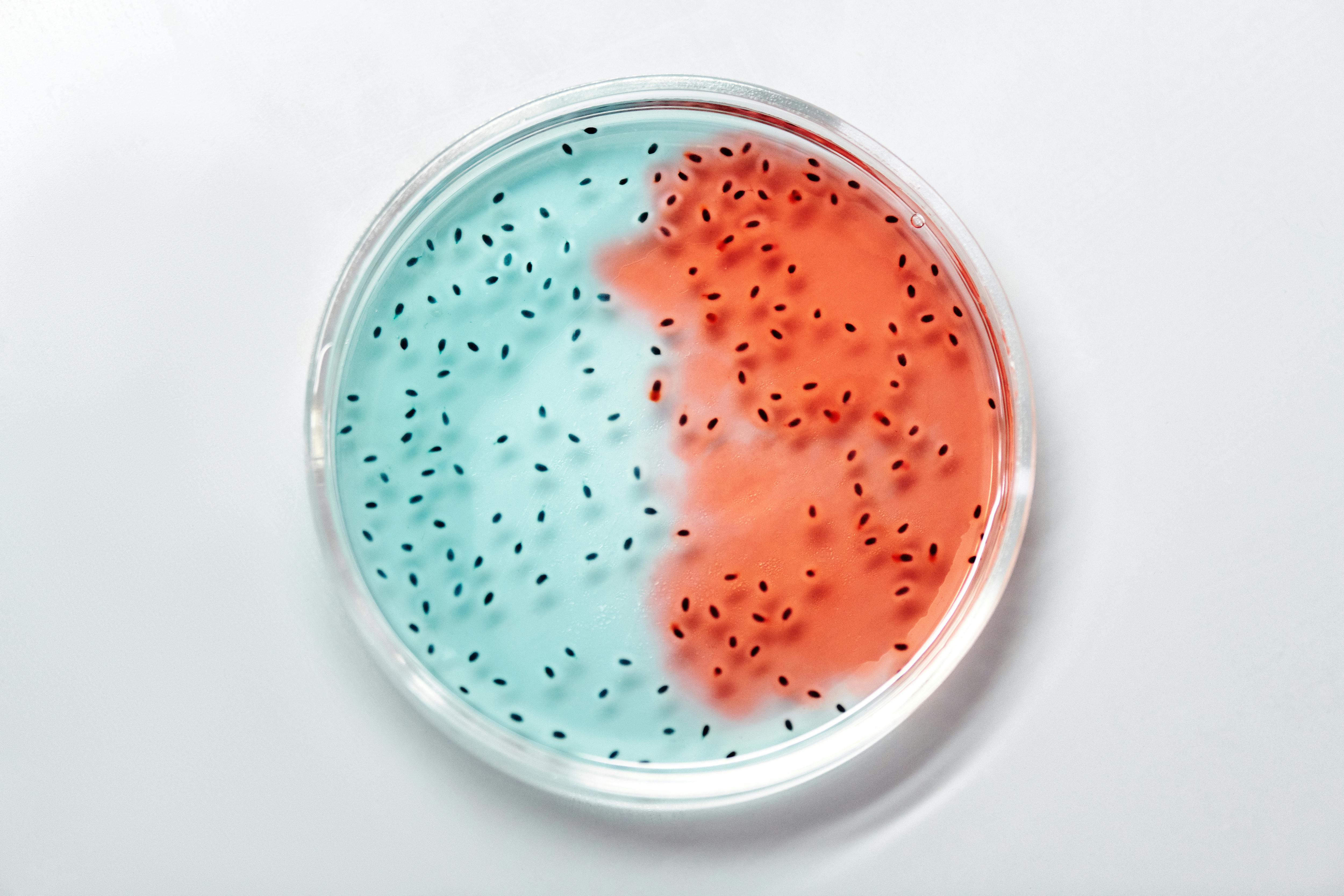 Close-up of bacteria cultures in a petri dish