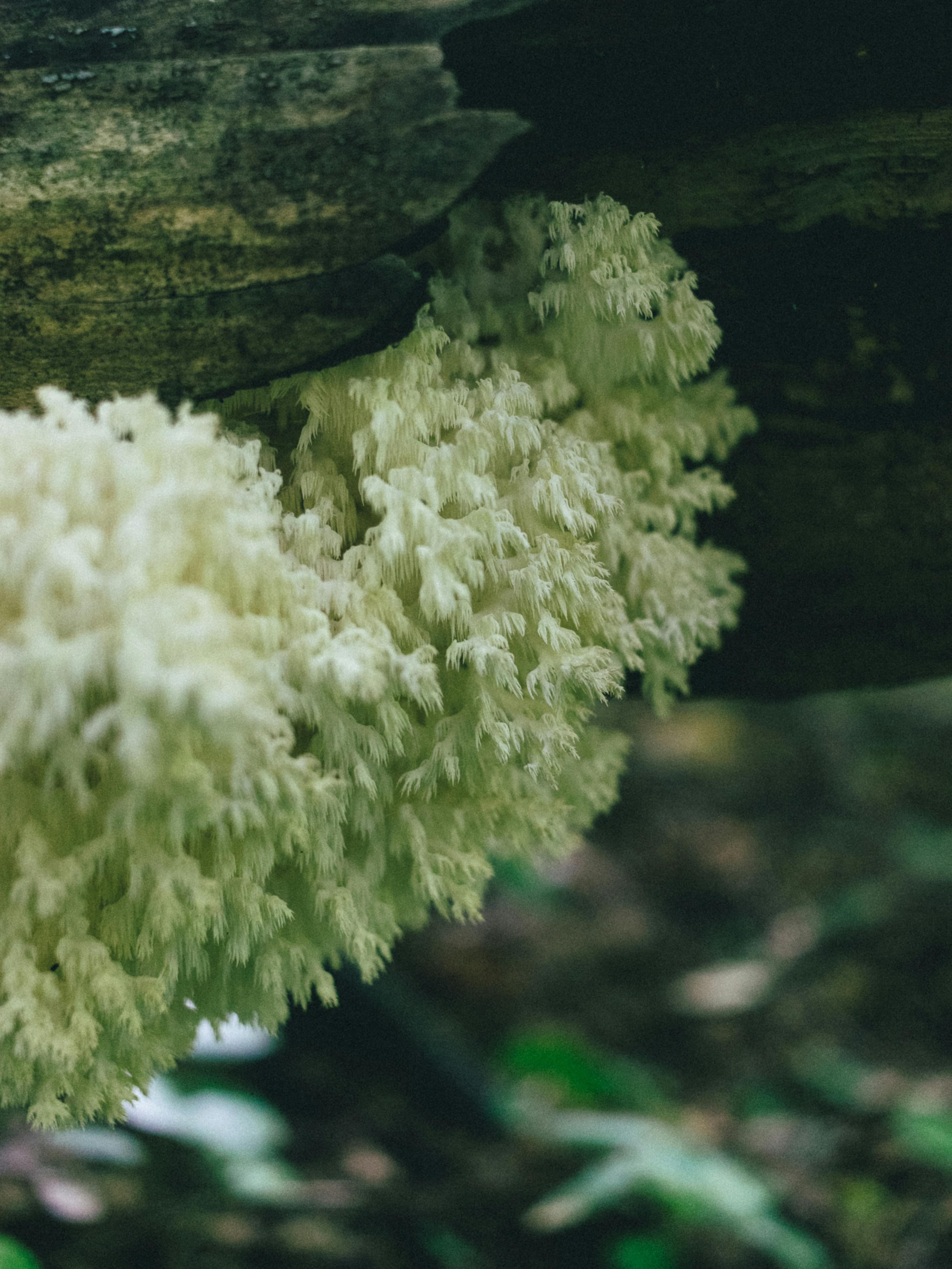 Close-up of white Lion's Mane mushroom growing on a fallen log in forest