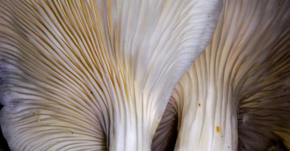 Close-up of fresh oyster mushrooms showing gills and texture