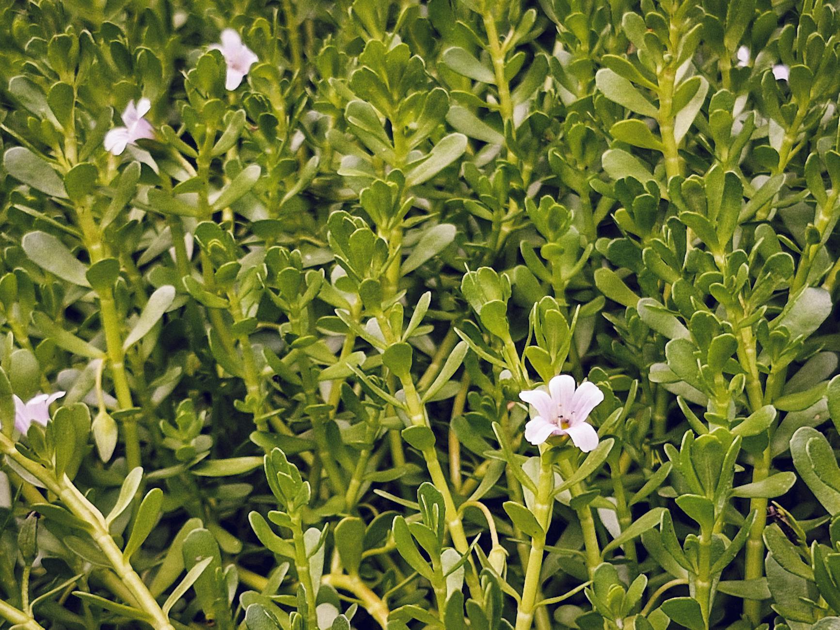 Vibrant Bacopa monnieri plant with small white flowers growing in a garden