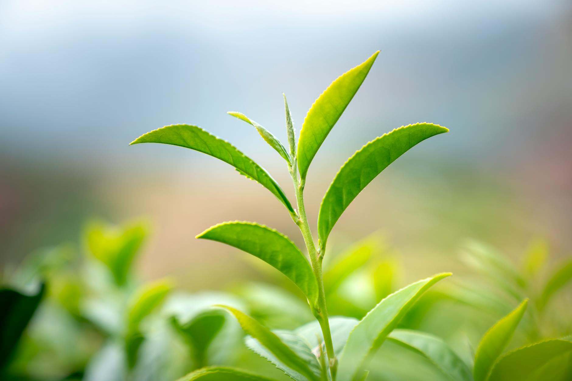 Close-up of vibrant green tea leaves with blurred natural background