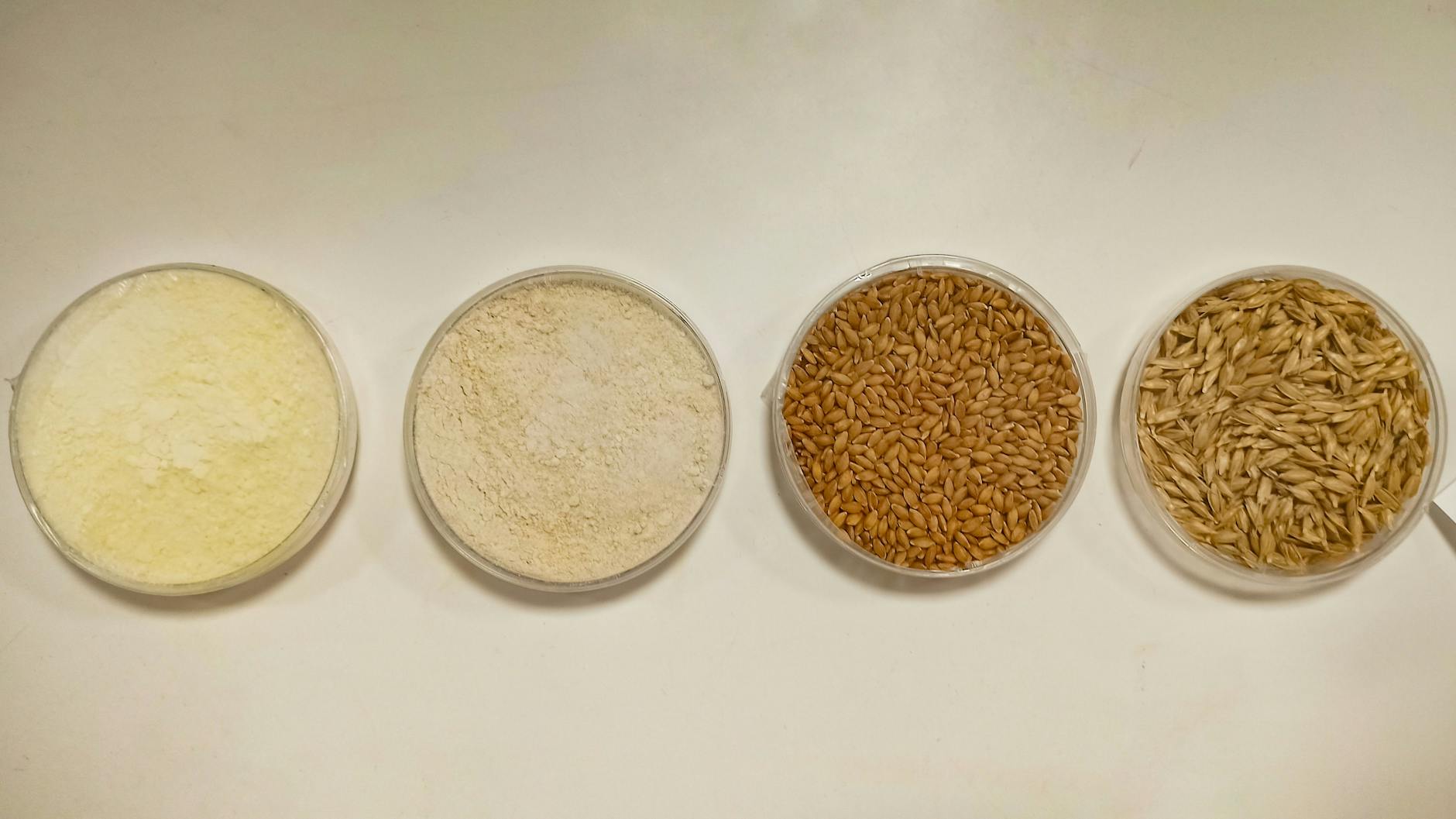 Protein supplement and nutrition concept image