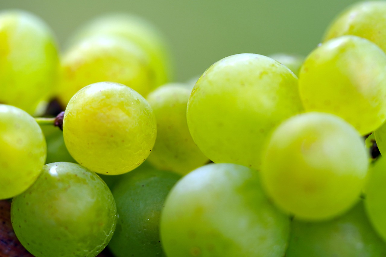 Fresh grapes on the vine for an evidence-based feature on cholesterol, gut and brain-health research