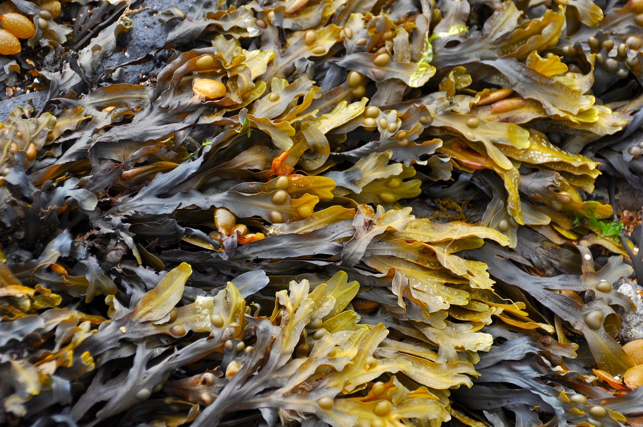 Seaweed for thyroid health illustration