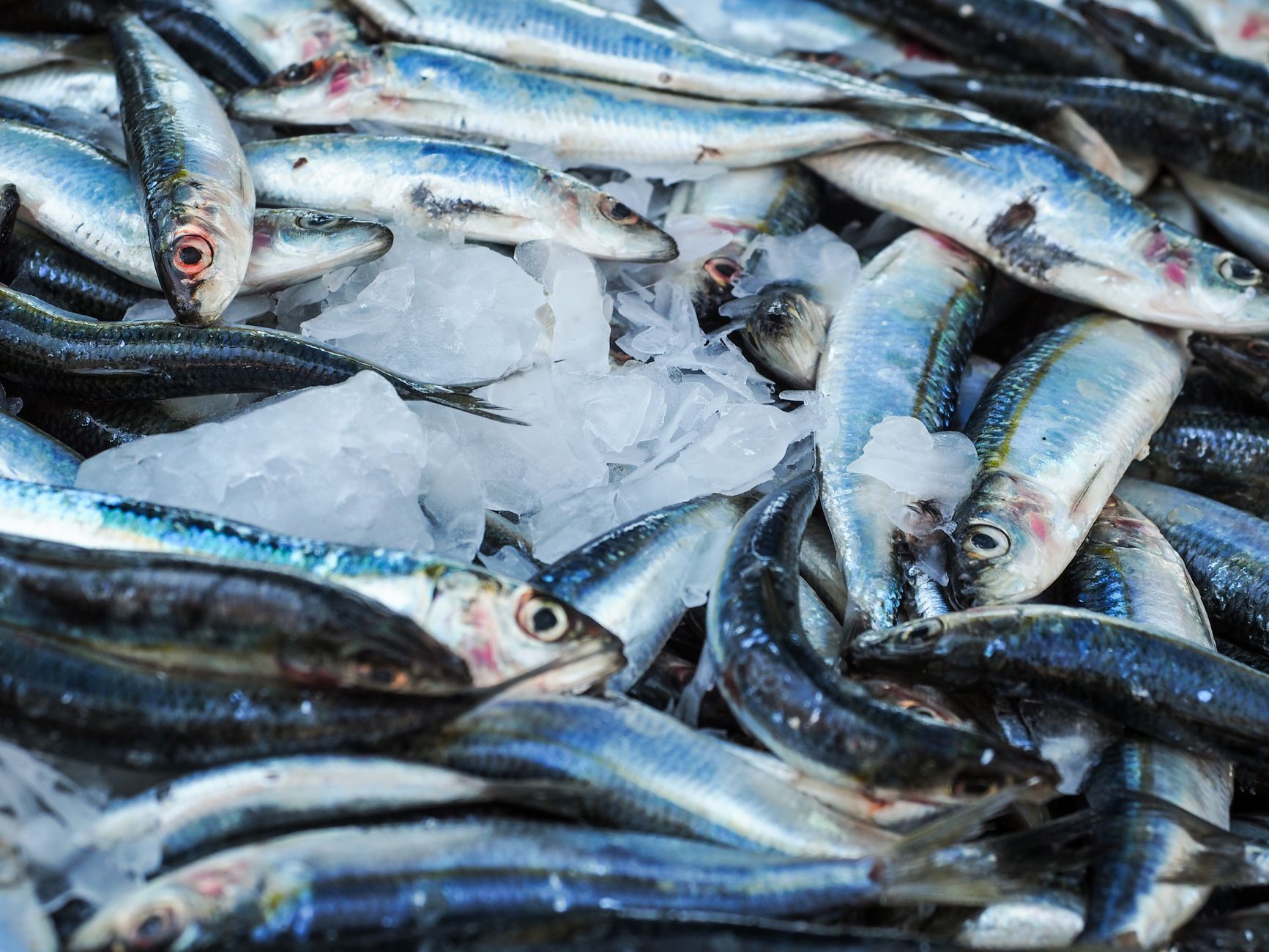 Fresh sardines on ice at a seafood market