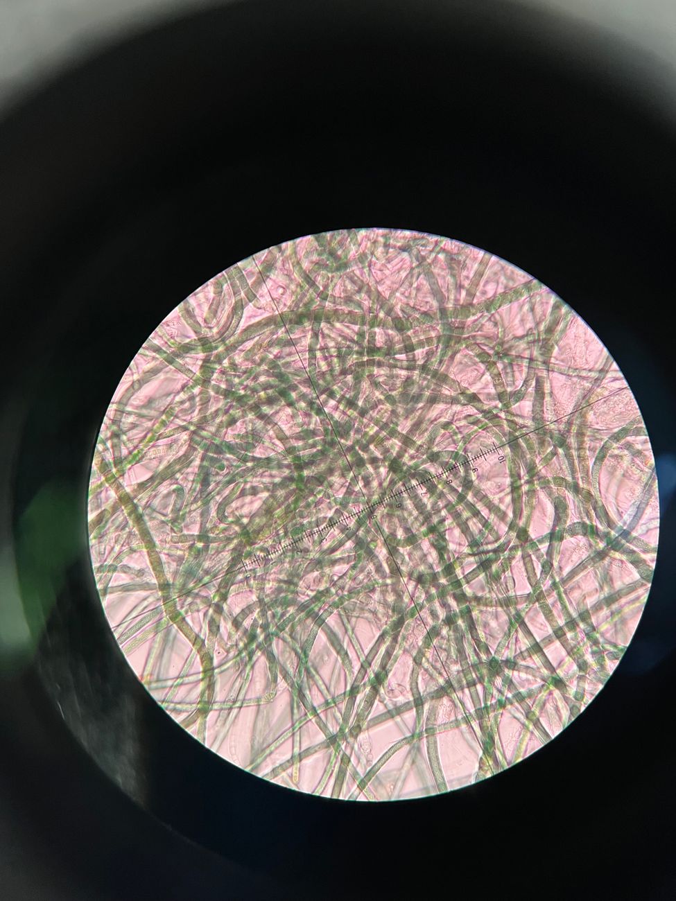 Microscopic plant fibers used to illustrate prebiotic fiber structure